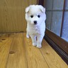 保健所救出犬！里親様緊急募集！！ サムネイル4