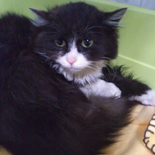 まるでぬいぐるみ。長毛はちわれ子猫