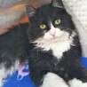 まるでぬいぐるみ。長毛はちわれ子猫 サムネイル2