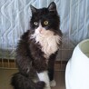 まるでぬいぐるみ。長毛はちわれ子猫 サムネイル3