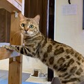家族が出来ました♡可愛いベンガル♀【たこやき】