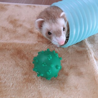 フェレット♀