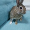 鼻が白くて可愛いミニうさぎ(生後５ヶ月) サムネイル2