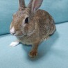 鼻が白くて可愛いミニうさぎ(生後５ヶ月) サムネイル3