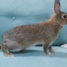 鼻が白くて可愛いミニうさぎ(生後５ヶ月) サムネイル4