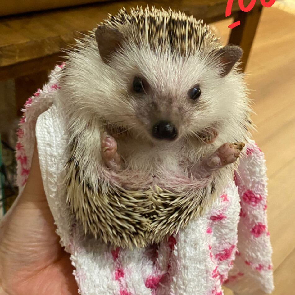 ハリちゃんのカバー写真