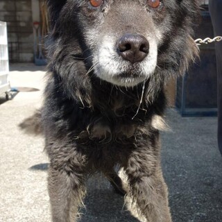 【助けてください】側溝に落ちていた長毛ワンコ