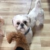 人も犬も大好きなけんちゃん(里親様決定)♡ サムネイル2