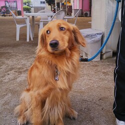 「てんちゃん学校へ」サムネイル3