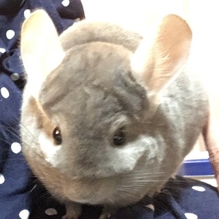 良い里親さんが見つかりました