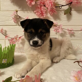 バオゥくんトライアル決定の為募集停止