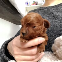 プードルちゃん