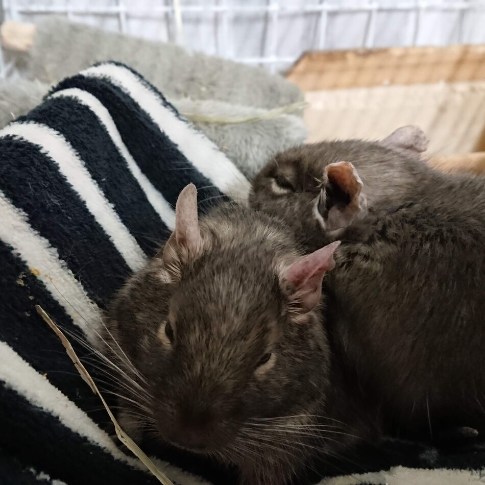 のんさんのカバー写真