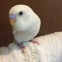 真っ白のアルビノセキセイインコ。