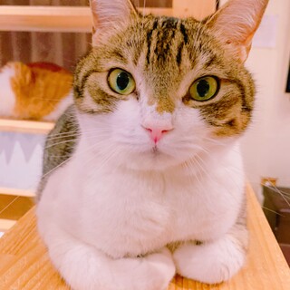 家族が出来ました♡むっちりボディ 【ネコバス】