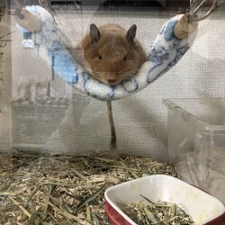 「温泉まんじゅう」サムネイル2