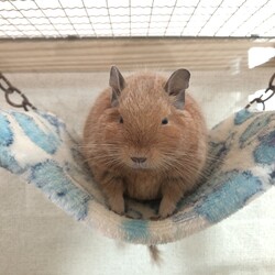 「温泉まんじゅう」サムネイル3