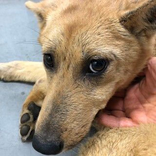 イケメン青年野犬タッキー君→相談中！