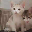 一度わ里親決定した７つ子のトップ2の子猫ちゃん