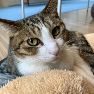 家族が出来ました♡3〜5歳甘えん坊♂【エアコン】