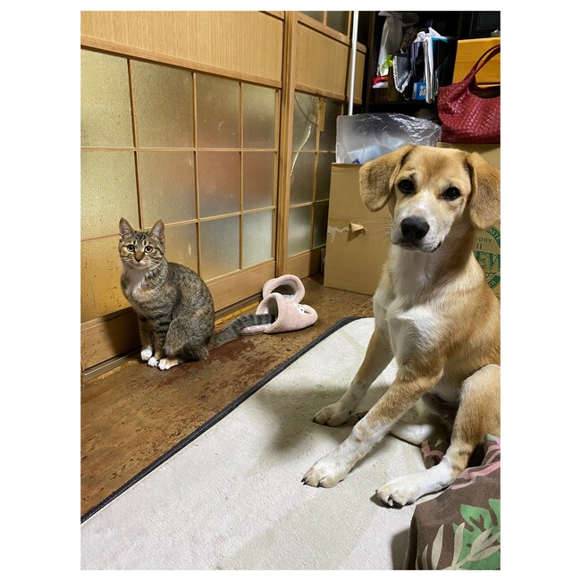 あやぞうのすけのカバー写真