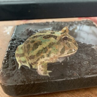 元気なベルツノガエル