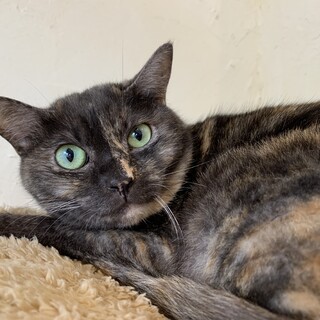 家族が出来ました♡推定5歳サビ♀【コブマキ】