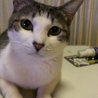 甘えん坊のミーちゃん