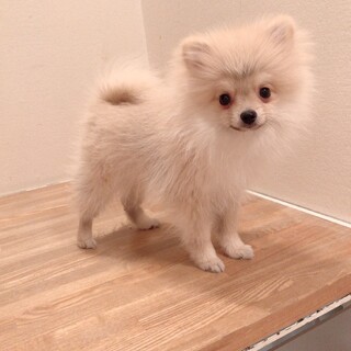 ありがたいことにご家族に迎えていただきました