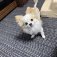 クウ