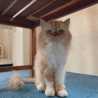 家族出来ました♡エキゾ ショート♀中毛【ビリケン】