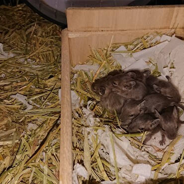 '20年2月29日に８匹の健康な赤ちゃんを産んでくれました♪