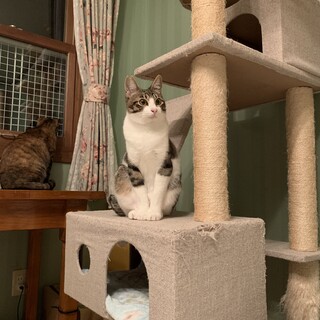 ビビリだけど、可愛いハン君です