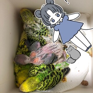 セキセイインコの雛の里親募集です