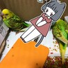セキセイインコの雛の里親募集です サムネイル2