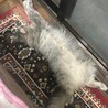 の写真