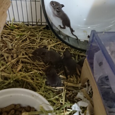 生後５日後のチビ達の様子