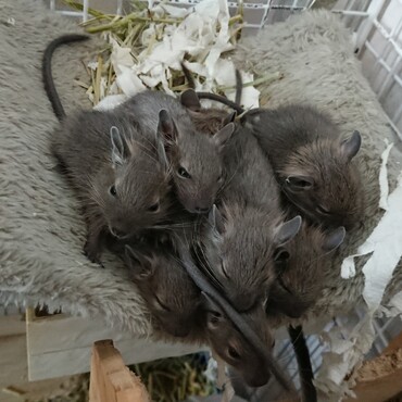 生後３週間 チビ達も大きく成りました♪