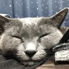 かとぅーん