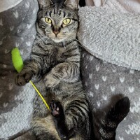 だいきち