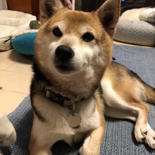 ほっこり愛らしい♡ことちゃん