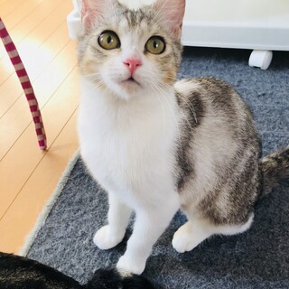 大きな瞳と困り顔がチャームポイント