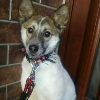 この子を助けてください。