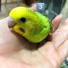 セキセイインコの雛の里親募集です サムネイル3