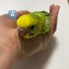 セキセイインコの雛の里親募集です サムネイル4