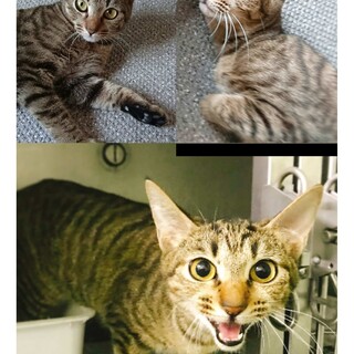 譲渡対象動物のご紹介