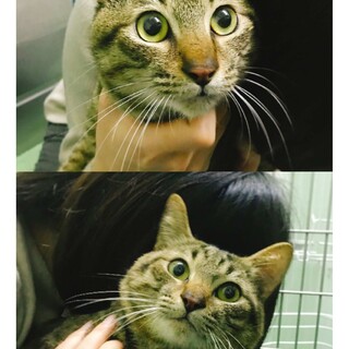 譲渡対象動物のご紹介