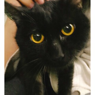 譲渡対象動物のご紹介