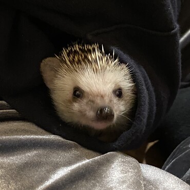 今日もパーカーのポケットに！段々と抱っこも慣れてきたね