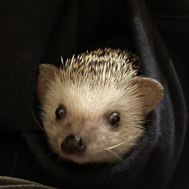 本当可愛い❤️　ハリちゃん！